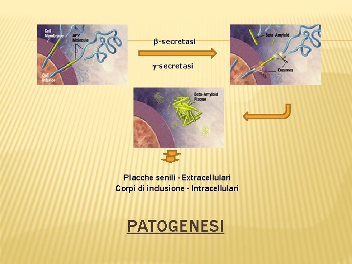 β-secretasi Placche senili - Extracellulari Corpi di inclusione - Intracellulari PATOGENESI 