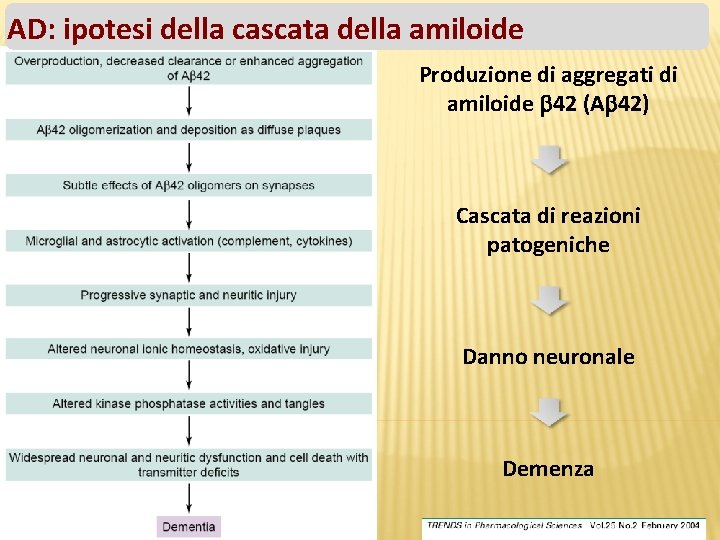 AD: ipotesi della cascata della amiloide Produzione di aggregati di amiloide 42 (A 42)