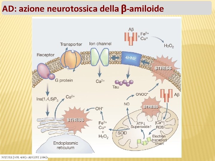 AD: azione neurotossica della -amiloide 