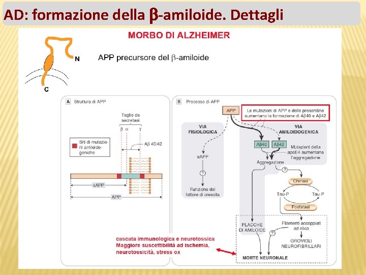 AD: formazione della -amiloide. Dettagli 