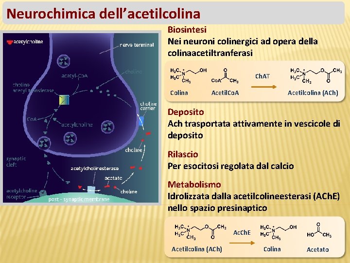Neurochimica dell’acetilcolina Biosintesi Nei neuroni colinergici ad opera della colinaacetiltranferasi Ch. AT Colina Acetil.