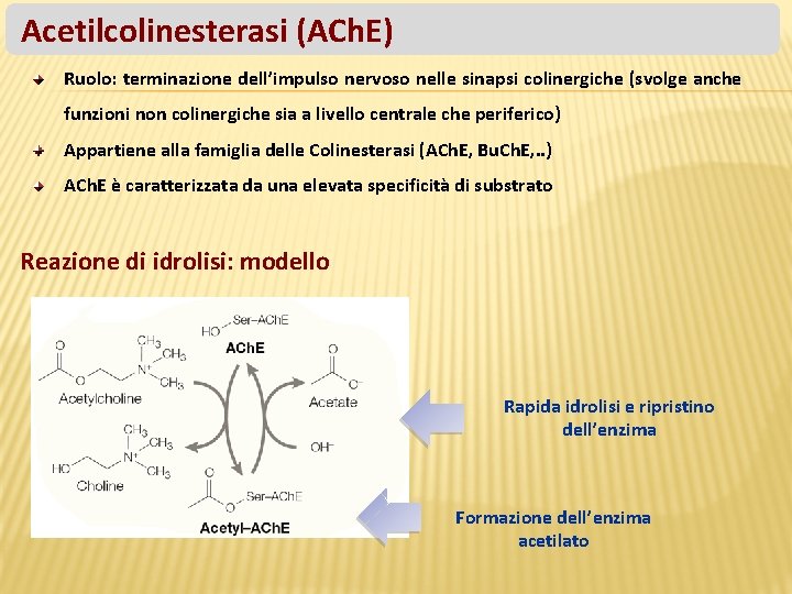 Acetilcolinesterasi (ACh. E) Ruolo: terminazione dell’impulso nervoso nelle sinapsi colinergiche (svolge anche funzioni non