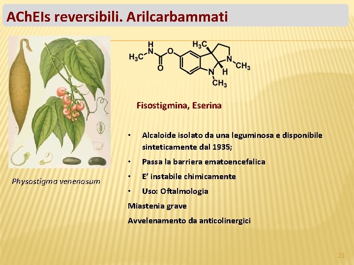 ACh. EIs reversibili. Arilcarbammati Fisostigmina, Eserina Physostigma venenosum • Alcaloide isolato da una leguminosa