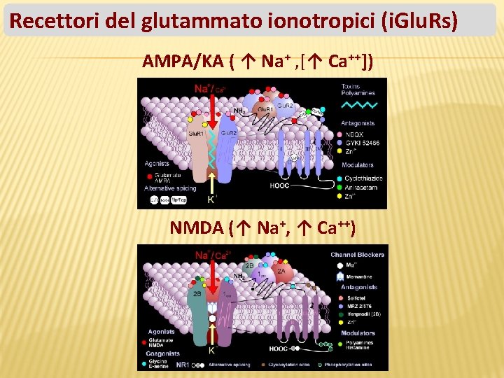 Recettori del glutammato ionotropici (i. Glu. Rs) AMPA/KA ( ↑ Na+ , [↑ Ca++])