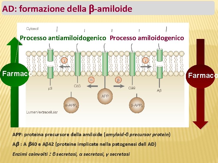 AD: formazione della -amiloide Processo antiamiloidogenico Processo amiloidogenico Farmaco APP: proteina precursore della amiloide