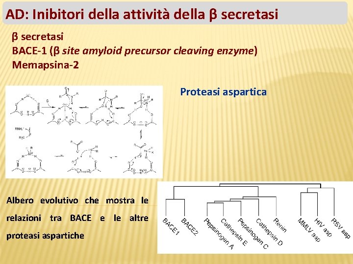 AD: Inibitori della attività della β secretasi BACE-1 (β site amyloid precursor cleaving enzyme)