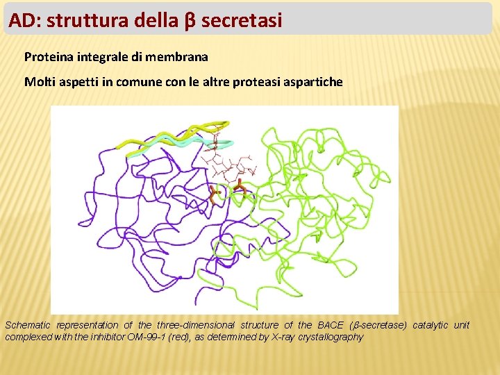 AD: struttura della β secretasi Proteina integrale di membrana Molti aspetti in comune con