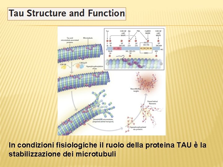 In condizioni fisiologiche il ruolo della proteina TAU è la stabilizzazione dei microtubuli 