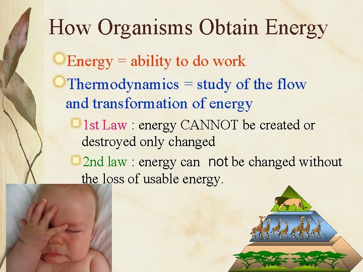 Chapter 8 Cellular Energy How Organisms Obtain Energy