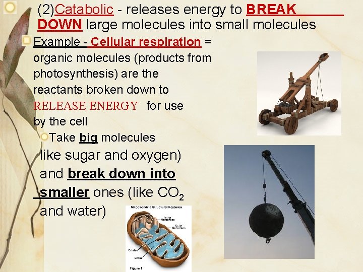 Chapter 8 Cellular Energy How Organisms Obtain Energy