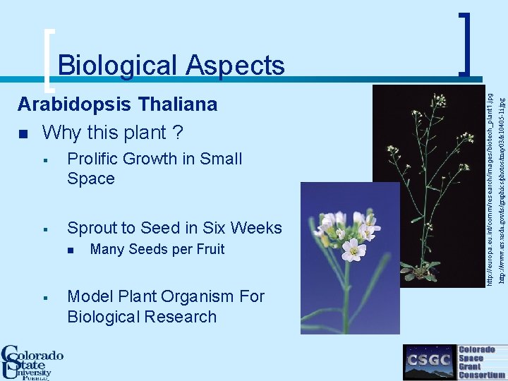 § Prolific Growth in Small Space § Sprout to Seed in Six Weeks n
