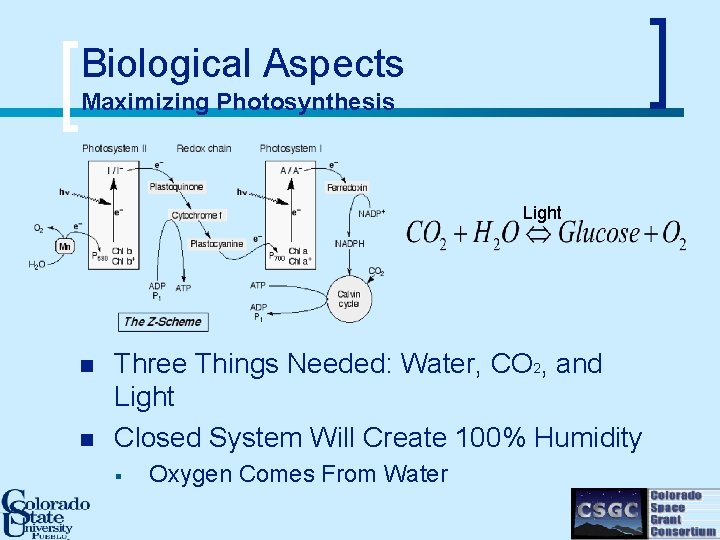 Biological Aspects Maximizing Photosynthesis Light n n Three Things Needed: Water, CO 2, and