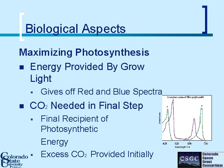 Biological Aspects Maximizing Photosynthesis n Energy Provided By Grow Light § n Gives off