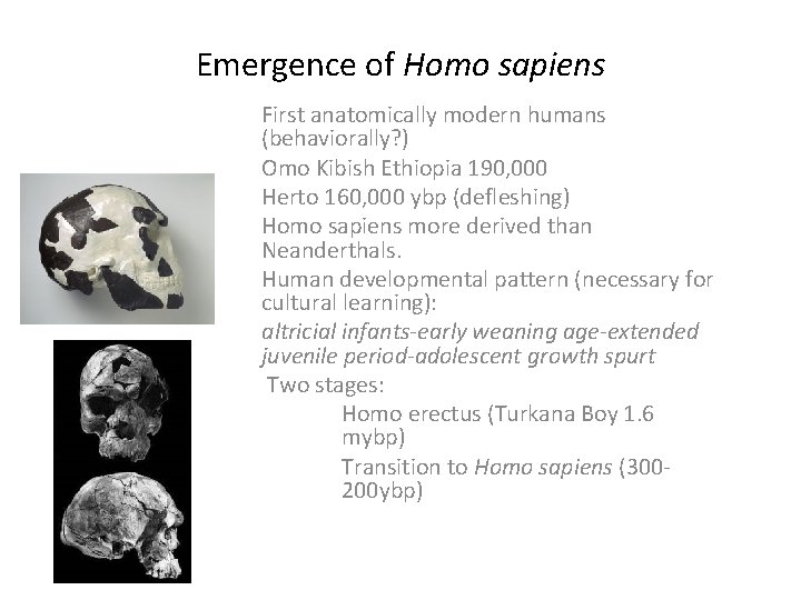 Emergence of Homo sapiens First anatomically modern humans (behaviorally? ) Omo Kibish Ethiopia 190,