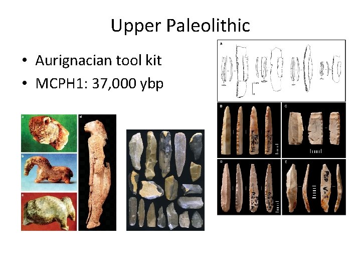 Upper Paleolithic • Aurignacian tool kit • MCPH 1: 37, 000 ybp 