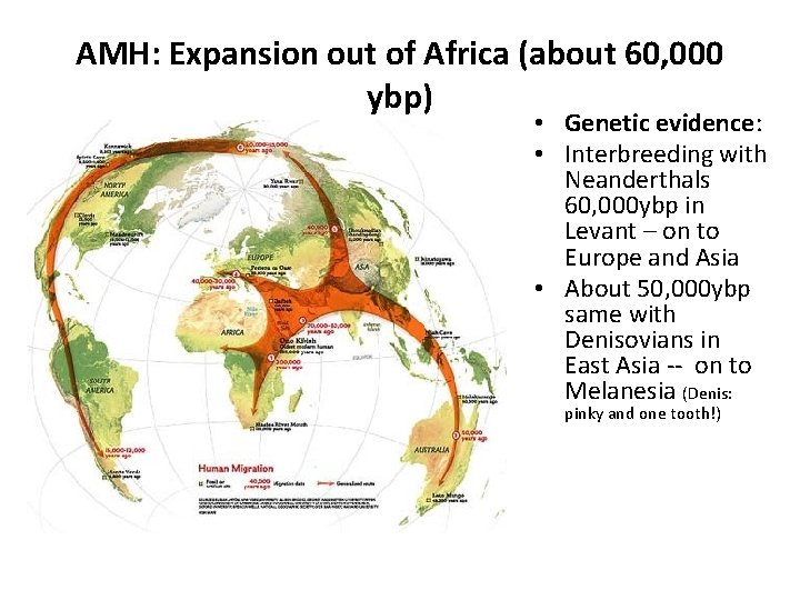 AMH: Expansion out of Africa (about 60, 000 ybp) • Genetic evidence: • Interbreeding