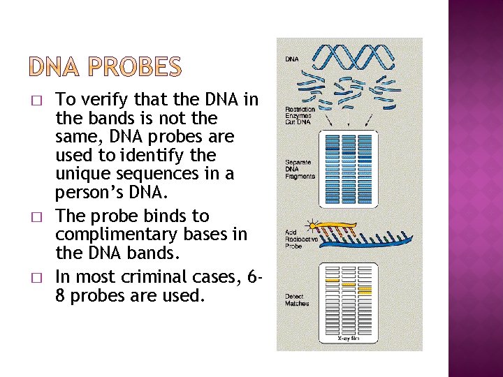 � � � To verify that the DNA in the bands is not the