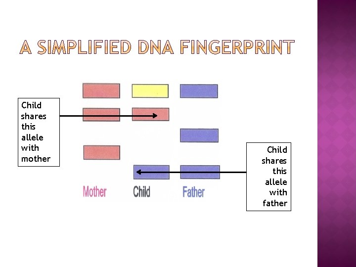 Child shares this allele with mother Child shares this allele with father 