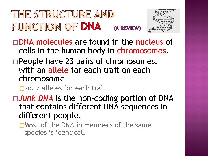 DNA (A REVIEW) � DNA molecules are found in the nucleus of cells in