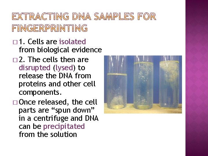 � 1. Cells are isolated from biological evidence � 2. The cells then are