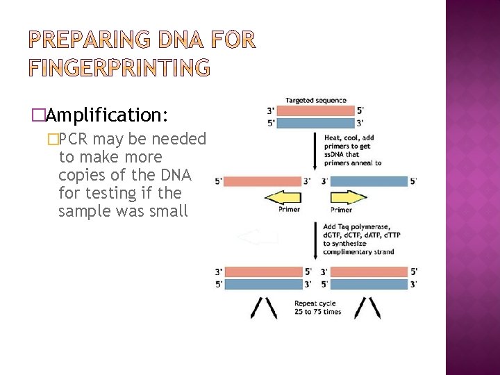 �Amplification: �PCR may be needed to make more copies of the DNA for testing