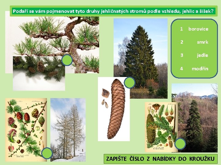 Podaří se vám pojmenovat tyto druhy jehličnatých stromů podle vzhledu, jehlic a šišek? 1