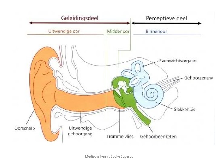 Medische kennis Bouke Cuperus 