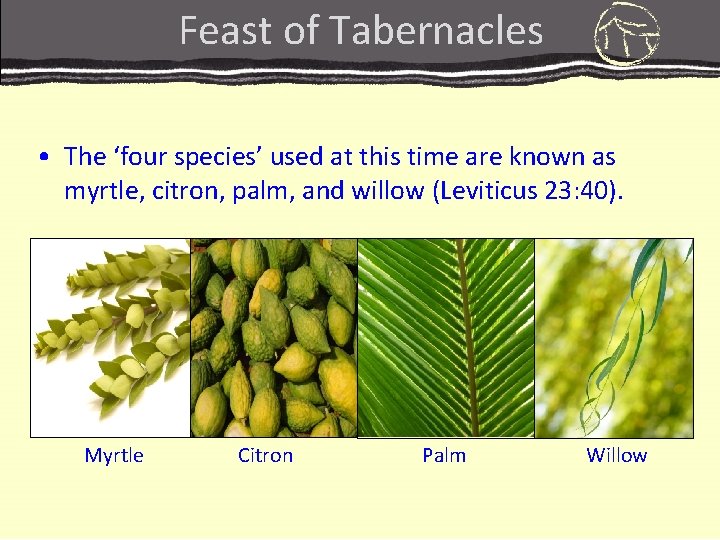 Feast of Tabernacles • The ‘four species’ used at this time are known as Feast of Tabernacles • The ‘four species’ used at this time are known as