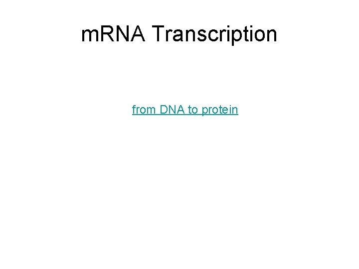 m. RNA Transcription from DNA to protein 