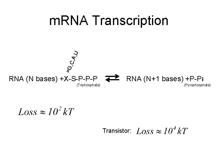 =G , C, A , U m. RNA Transcription RNA (N bases) +X-S-P-P-P RNA