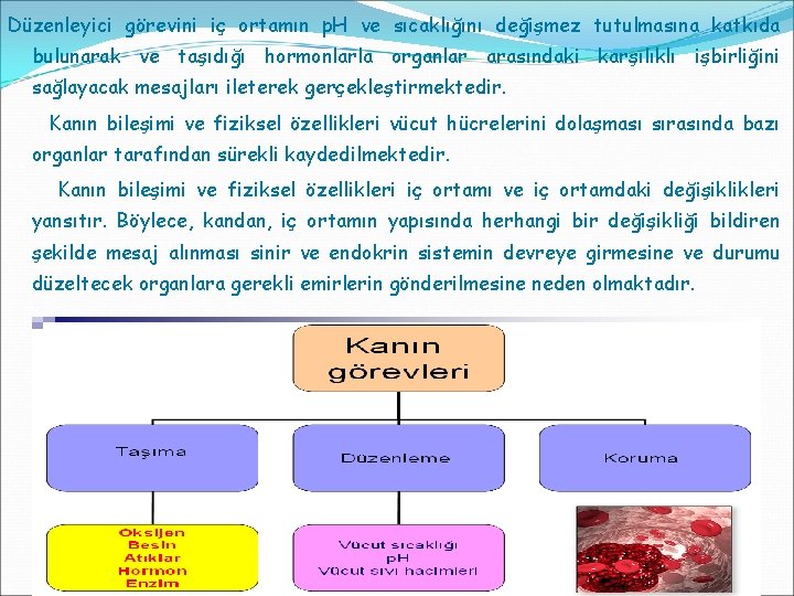 Düzenleyici görevini iç ortamın p. H ve sıcaklığını değişmez tutulmasına katkıda bulunarak ve taşıdığı