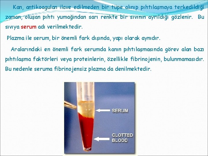 Kan, antikoagulan ilave edilmeden bir tüpe alınıp pıhtılaşmaya terkedildiği zaman, oluşan pıhtı yumağından sarı