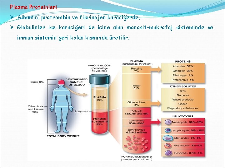 Plazma Proteinleri Ø Albumin, protrombin ve fibrinojen karaciğerde, Ø Globulinler ise karaciğeri de içine