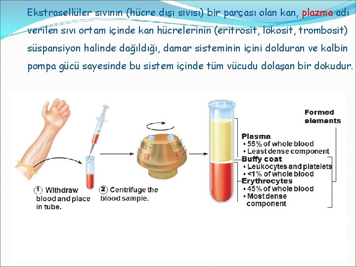 Ekstrasellüler sıvının (hücre dışı sıvısı) bir parçası olan kan, plazma adı verilen sıvı ortam