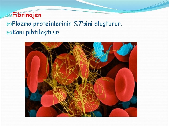  Fibrinojen Plazma proteinlerinin %7’sini oluşturur. Kanı pıhtılaştırır. 