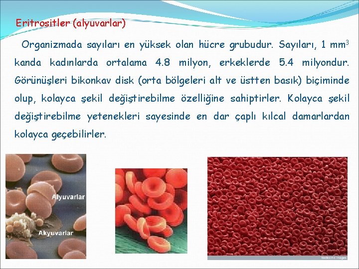 Eritrositler (alyuvarlar) Organizmada sayıları en yüksek olan hücre grubudur. Sayıları, 1 mm 3 kanda