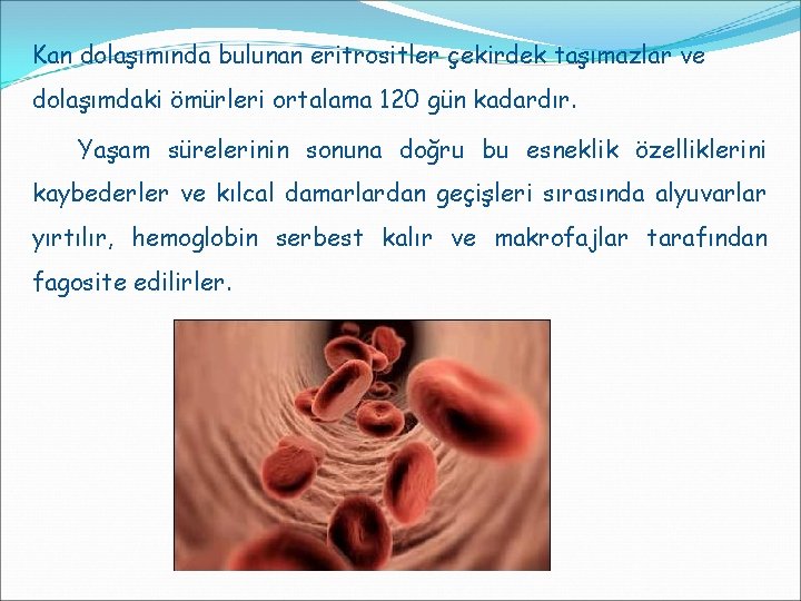 Kan dolaşımında bulunan eritrositler çekirdek taşımazlar ve dolaşımdaki ömürleri ortalama 120 gün kadardır. Yaşam