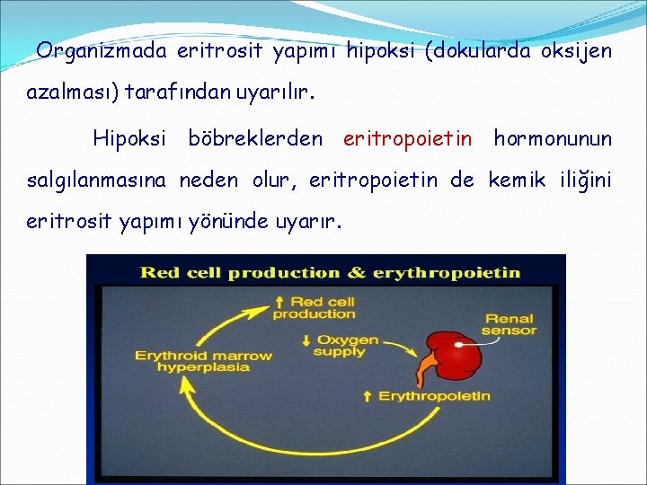 Organizmada eritrosit yapımı hipoksi (dokularda oksijen azalması) tarafından uyarılır. Hipoksi böbreklerden eritropoietin hormonunun salgılanmasına