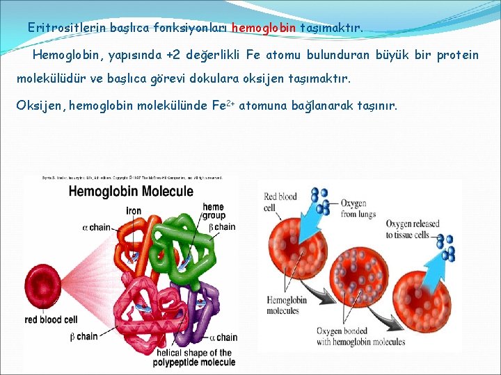 Eritrositlerin başlıca fonksiyonları hemoglobin taşımaktır. Hemoglobin, yapısında +2 değerlikli Fe atomu bulunduran büyük bir