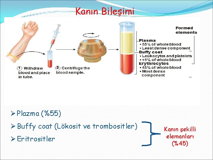 Kanın Bileşimi Ø Plazma (%55) Ø Buffy coat (Lökosit ve trombositler) Ø Eritrositler Kanın