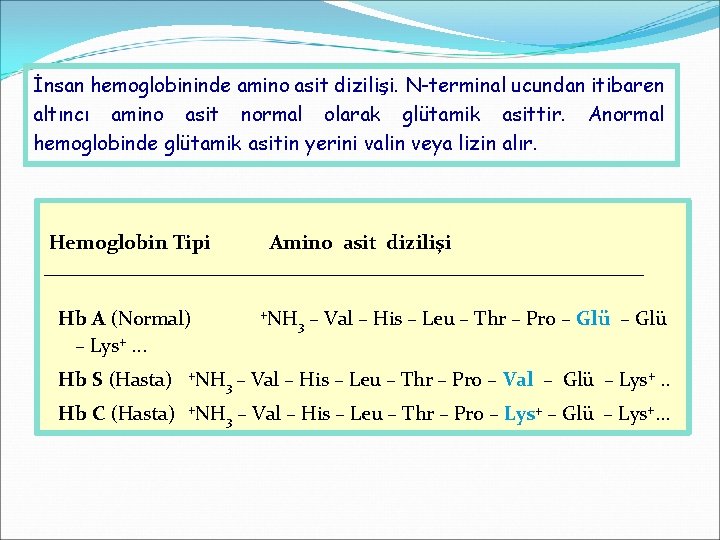 İnsan hemoglobininde amino asit dizilişi. N-terminal ucundan itibaren altıncı amino asit normal olarak glütamik