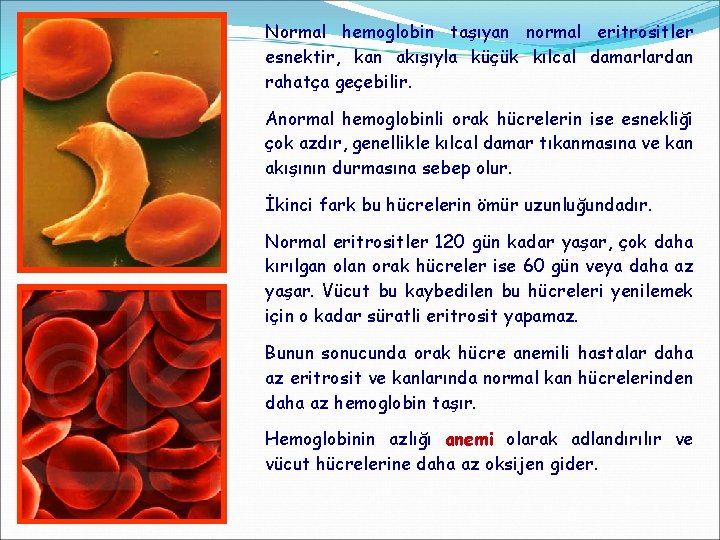 Normal hemoglobin taşıyan normal eritrositler esnektir, kan akışıyla küçük kılcal damarlardan rahatça geçebilir. Anormal