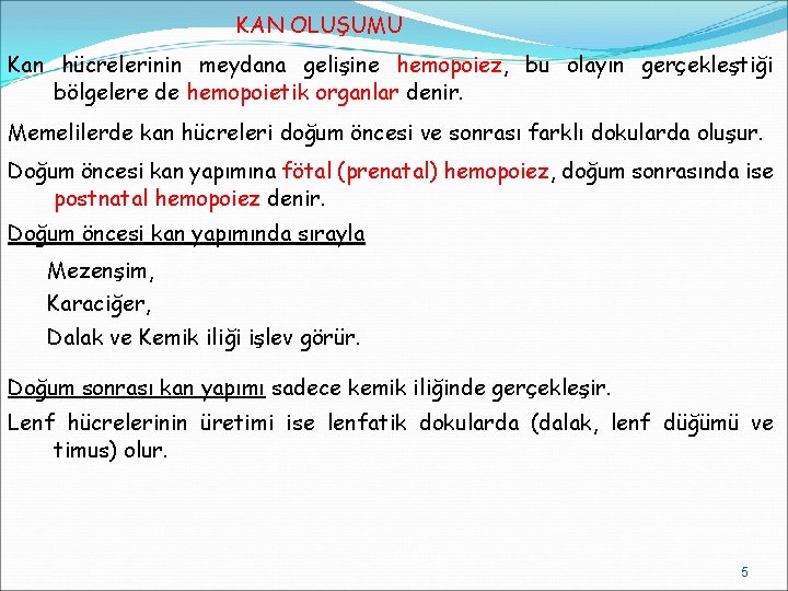 KAN OLUŞUMU Kan hücrelerinin meydana gelişine hemopoiez, bu olayın gerçekleştiği bölgelere de hemopoietik organlar