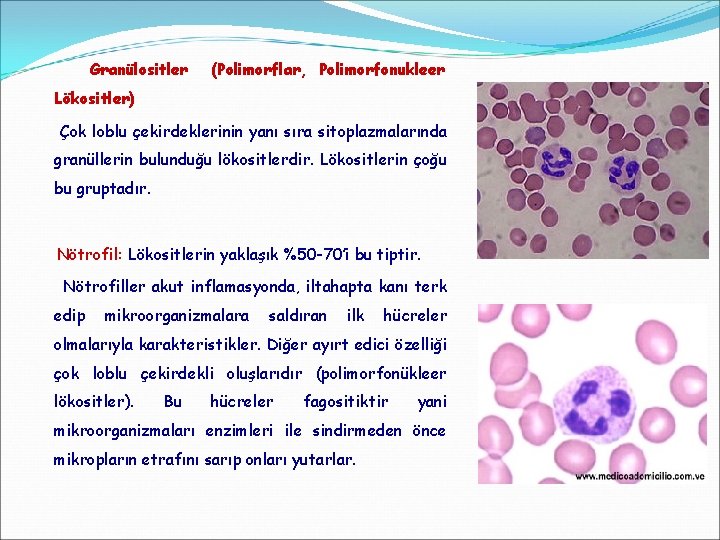 Granülositler (Polimorflar, Polimorfonukleer Lökositler) Çok loblu çekirdeklerinin yanı sıra sitoplazmalarında granüllerin bulunduğu lökositlerdir. Lökositlerin