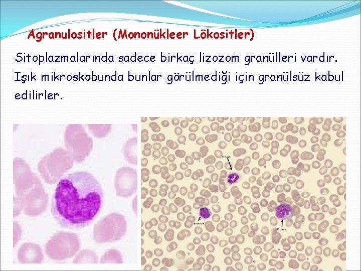 Agranulositler (Mononükleer Lökositler) Sitoplazmalarında sadece birkaç lizozom granülleri vardır. Işık mikroskobunda bunlar görülmediği için