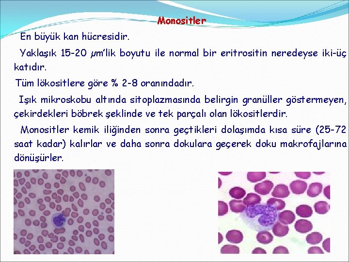 Monositler En büyük kan hücresidir. Yaklaşık 15 -20 µm’lik boyutu ile normal bir eritrositin