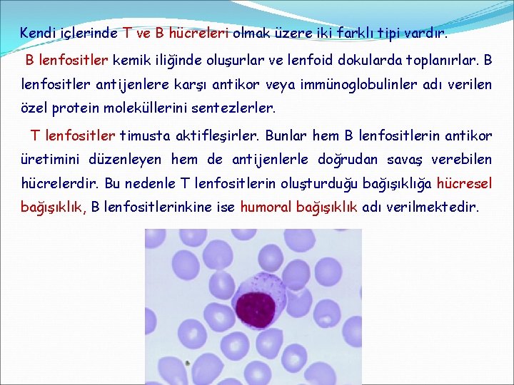 Kendi içlerinde T ve B hücreleri olmak üzere iki farklı tipi vardır. B lenfositler