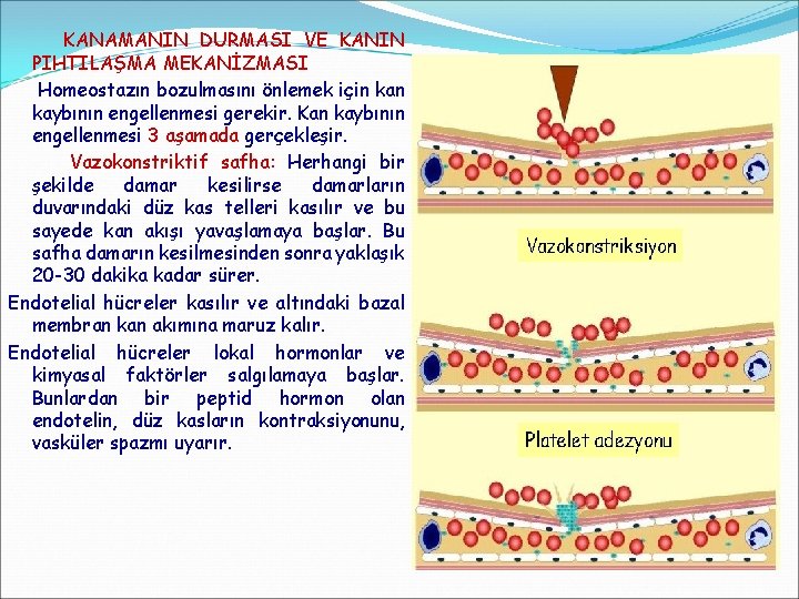 KANAMANIN DURMASI VE KANIN PIHTILAŞMA MEKANİZMASI Homeostazın bozulmasını önlemek için kaybının engellenmesi gerekir. Kan