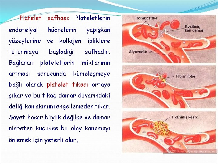 Platelet safhası: Plateletlerin endotelyal hücrelerin yapışkan yüzeylerine ve ipliklere tutunmaya Bağlanan artması kollojen başladığı