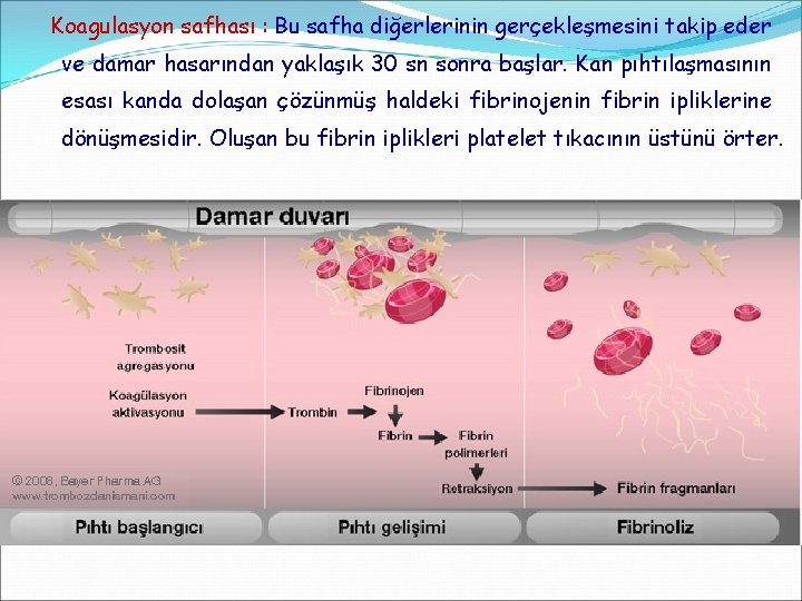 Koagulasyon safhası : Bu safha diğerlerinin gerçekleşmesini takip eder ve damar hasarından yaklaşık 30